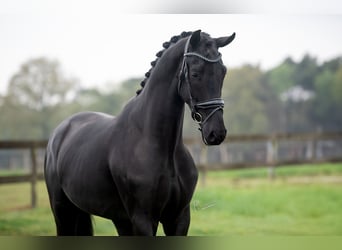 KWPN, Wallach, 3 Jahre, 168 cm, Rappe