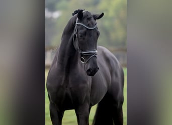 KWPN, Wallach, 3 Jahre, 168 cm, Rappe