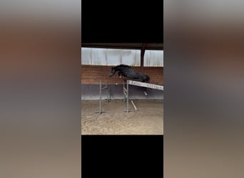 KWPN, Wallach, 3 Jahre, 168 cm, Rappschimmel
