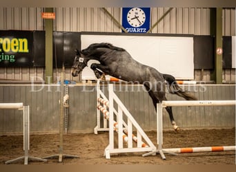 KWPN, Wallach, 3 Jahre, 168 cm, Rappschimmel