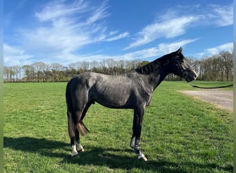 KWPN, Wallach, 3 Jahre, 168 cm, Rappschimmel