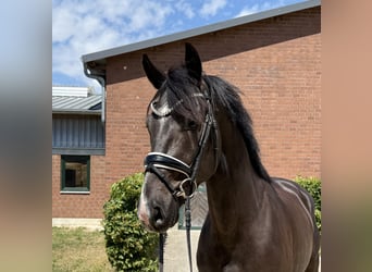 KWPN, Wallach, 3 Jahre, 168 cm, Schwarzbrauner