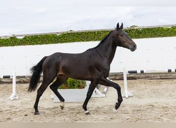 KWPN, Wallach, 3 Jahre, 168 cm, Schwarzbrauner