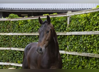 KWPN, Wallach, 3 Jahre, 168 cm, Schwarzbrauner