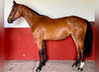 KWPN, Wallach, 3 Jahre, 168 cm