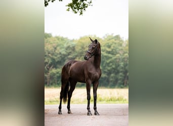 KWPN, Wallach, 3 Jahre, 169 cm, Brauner