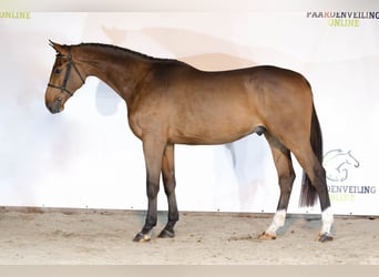 KWPN, Wallach, 3 Jahre, 169 cm, Brauner