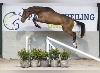 KWPN, Wallach, 3 Jahre, 169 cm, Brauner