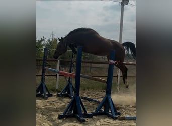 KWPN, Wallach, 3 Jahre, 169 cm, Brauner