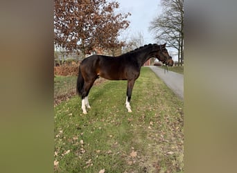 KWPN, Wallach, 3 Jahre, 169 cm, Dunkelbrauner