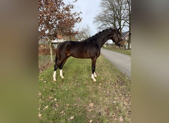 KWPN, Wallach, 3 Jahre, 169 cm, Dunkelbrauner