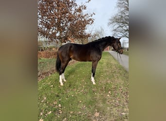 KWPN, Wallach, 3 Jahre, 169 cm, Dunkelbrauner