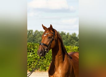 KWPN, Wallach, 3 Jahre, 169 cm, Fuchs