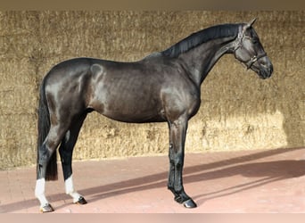 KWPN, Wallach, 3 Jahre, 169 cm, Rappe