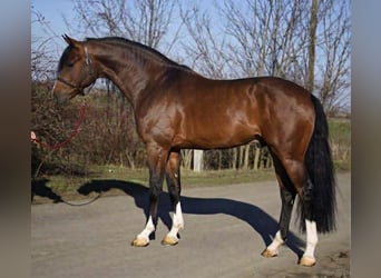 KWPN, Wallach, 3 Jahre, 169 cm, Rotbrauner