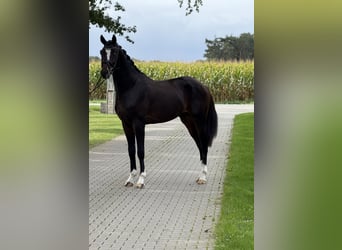 KWPN, Wallach, 3 Jahre, 169 cm, Schwarzbrauner