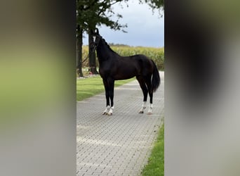 KWPN, Wallach, 3 Jahre, 169 cm, Schwarzbrauner
