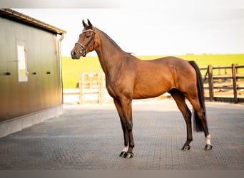 KWPN, Wallach, 3 Jahre, 170 cm, Brauner