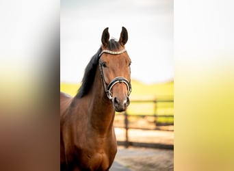 KWPN, Wallach, 3 Jahre, 170 cm, Brauner