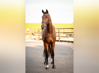 KWPN, Wallach, 3 Jahre, 170 cm, Brauner