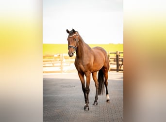 KWPN, Wallach, 3 Jahre, 170 cm, Brauner