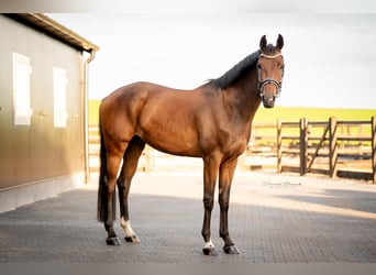KWPN, Wallach, 3 Jahre, 170 cm, Brauner