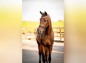 KWPN, Wallach, 3 Jahre, 170 cm, Brauner