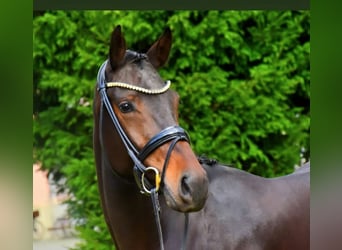 KWPN, Wallach, 3 Jahre, 170 cm, Brauner