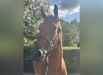 KWPN, Wallach, 3 Jahre, 170 cm, Brauner