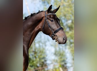 KWPN, Wallach, 3 Jahre, 170 cm, Dunkelbrauner
