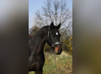 KWPN, Wallach, 3 Jahre, 170 cm, Dunkelbrauner