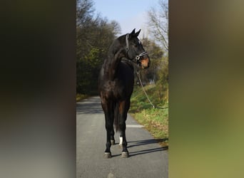 KWPN, Wallach, 3 Jahre, 170 cm, Dunkelbrauner