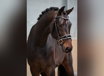 KWPN, Wallach, 3 Jahre, 170 cm, Dunkelbrauner