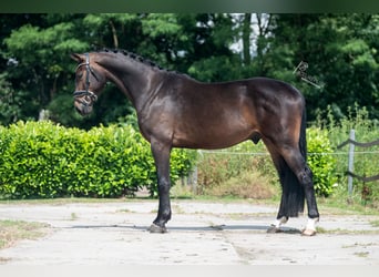 KWPN, Wallach, 3 Jahre, 170 cm, Dunkelbrauner