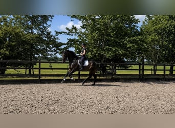 KWPN, Wallach, 3 Jahre, 170 cm, Dunkelbrauner