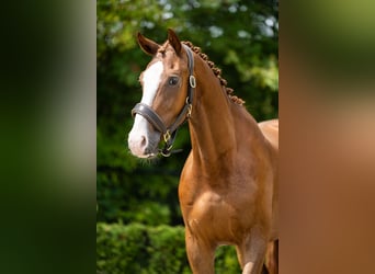KWPN, Wallach, 3 Jahre, 170 cm, Dunkelfuchs