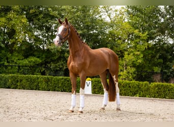 KWPN, Wallach, 3 Jahre, 170 cm, Dunkelfuchs