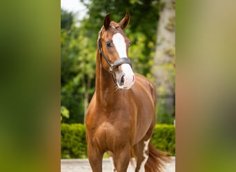 KWPN, Wallach, 3 Jahre, 170 cm, Dunkelfuchs