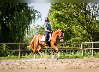KWPN, Wallach, 3 Jahre, 170 cm, Fuchs