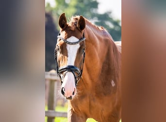 KWPN, Wallach, 3 Jahre, 170 cm, Fuchs