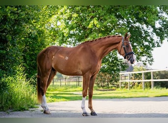 KWPN, Wallach, 3 Jahre, 170 cm, Fuchs