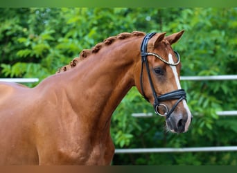 KWPN, Wallach, 3 Jahre, 170 cm, Fuchs