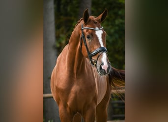 KWPN, Wallach, 3 Jahre, 170 cm, Fuchs