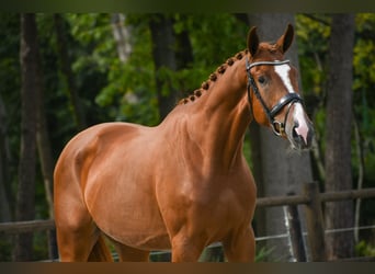 KWPN, Wallach, 3 Jahre, 170 cm, Fuchs
