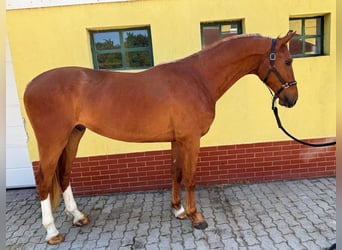 KWPN, Wallach, 3 Jahre, 170 cm, Fuchs