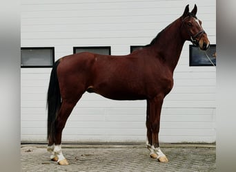 KWPN, Wallach, 3 Jahre, 170 cm, Fuchs