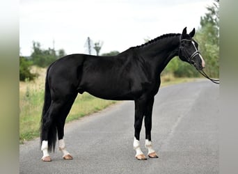 KWPN, Wallach, 3 Jahre, 170 cm, Rappe