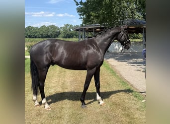 KWPN, Wallach, 3 Jahre, 170 cm, Rappe