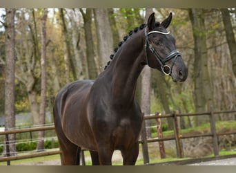 KWPN, Wallach, 3 Jahre, 170 cm, Rappe