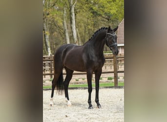 KWPN, Wallach, 3 Jahre, 170 cm, Rappe
